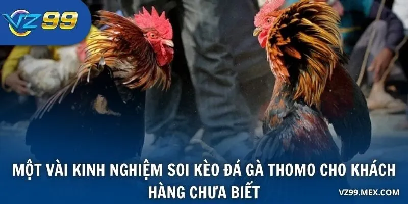 Một vài kinh nghiệm soi kèo Đá Gà Thomo cho khách hàng chưa biết